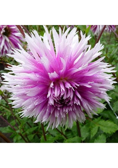 İri Çiçekli Jil Dahlia Yıldız Çiçeği Yumrusu 1 Adet