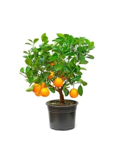 Bodur Bonsai Mandalina Ağacı Tohumu Mandalin Ağacı Tohumu 5 Adet Tohum