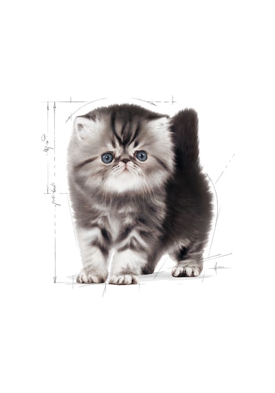 Royal Canin Kitten Persian Yavru Kedi Maması 2 KG