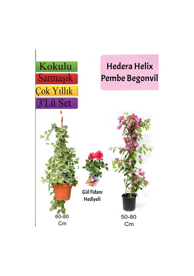 Çok Avantajlı Hedera Helix Sarmaşığı+ Pembe Begonvil+ Buz Çiçeği Hediyeli
