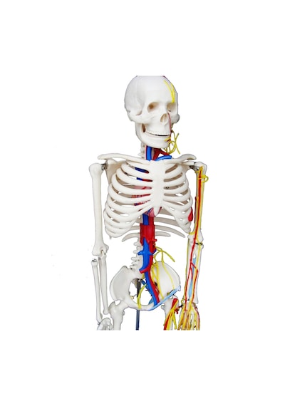 Damarları Sinirleri Gösterir İnsan İskeleti Modeli 85Cm
