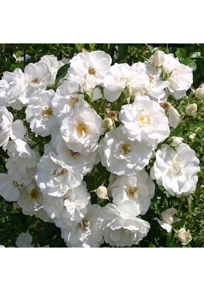 Serada Decor Plant Beyaz Sarmaşık Gül Fidanı Kokulu Tüplü 1. Kalite 90-140 Cm