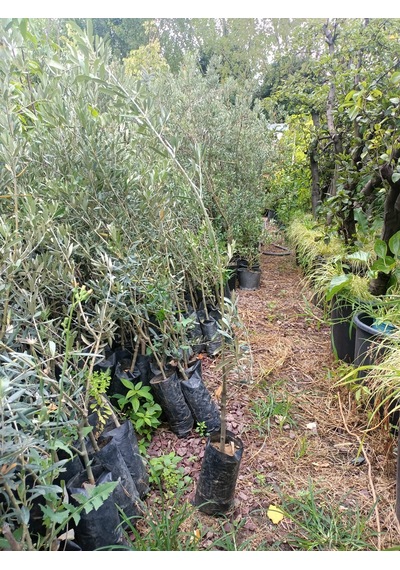 Yeşil Deniz Fidancılık Gemlik Trilye Zeytin Fidanı 80-120 Cm