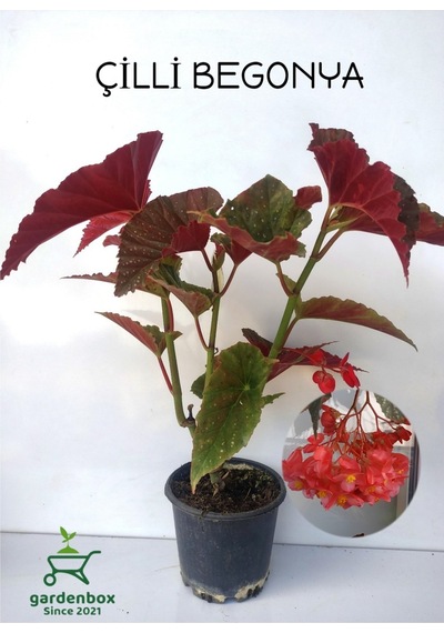 Kırmızı Çiçekli Çilli Begonya Çiçeği 1 Adet Saksılı 30-40cm