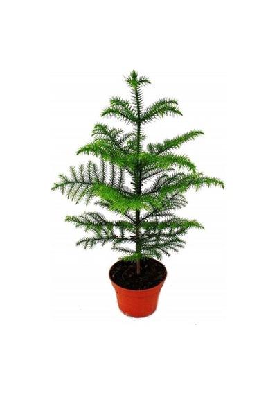 Salon Çamı Arokarya Araucaria 50 60 Cm Ev Bitkisi Ofis Bitkisi Sa