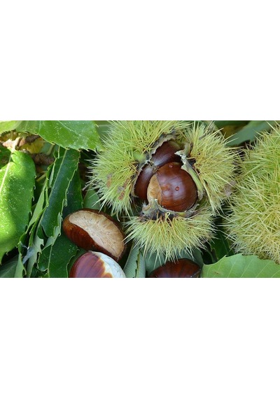 10' Lu Hacı Ömer Kestane Fidanı Paketi