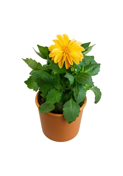 Videolu Sarı Yıldız Çiçeği Dalle Çiçeği 1 Adet Saksılı 20-60 Cm Bahçe Teras Bitksi Dahlia