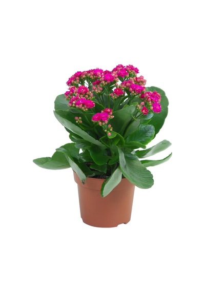 Kalanşo Çiçeği Kalanchoe 20 Adet