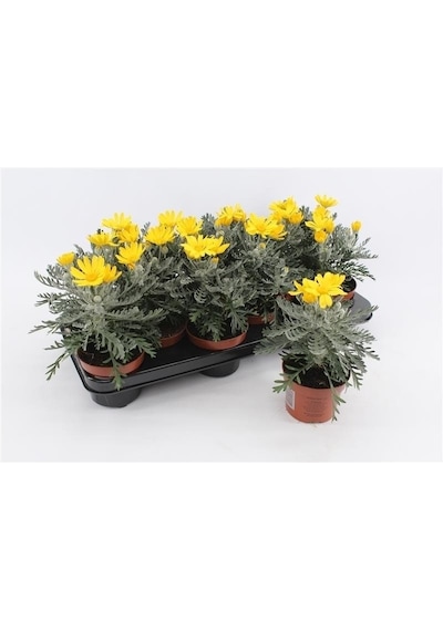 SARI PAPATYA EURYOPS - ÇOK YILLIK DIŞ MEKAN ÇİÇEĞİ