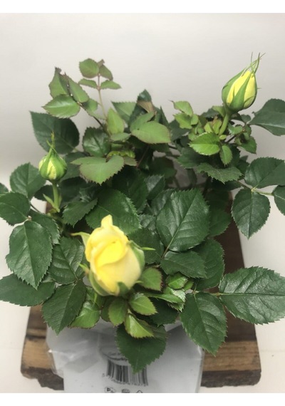 Videolu 1 Adet Anneler Günü Için Hediyelik Sarı Gül Fidanı 20-40 Cm Tüplü Çiçekli Bodur Yellow Rose