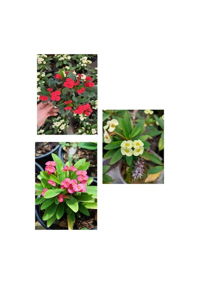 Videolu Milli Dikenler Tacı Sarı Kırmızı Pembe 3 Adet Saksılı 10-20 Cm Kaktüs Çiçeği Euphorbia