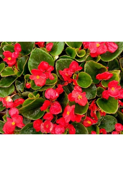 Begonya Çiçeği Kırmızı Begonıa Semperflorens 90 Adet
