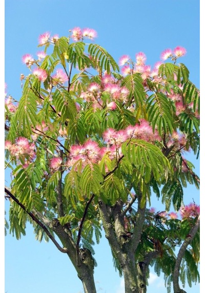 2 Adet Gülibrişim Fidanı Hibiscus Syriacus :