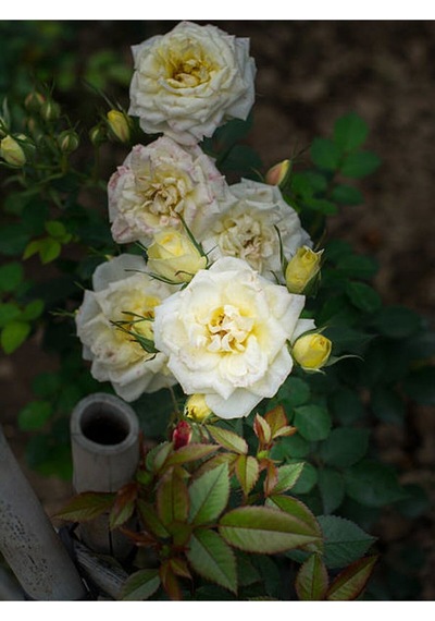 Yediveren Yoğun Kokulu Krem Beyaz Renkli 50 90 Cm 1 Adet Tüplü Aşılı Gül White Rose