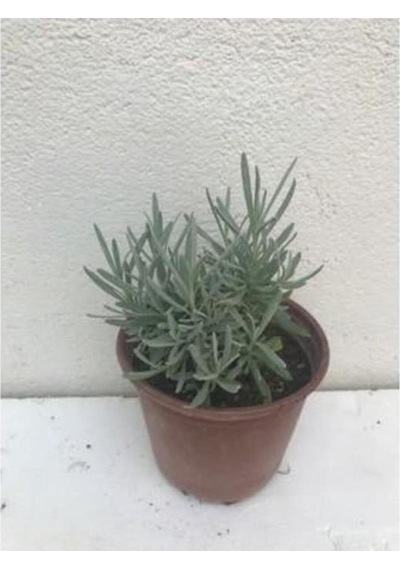 Aromatik Kokulu Lavanta Fidanı 1 Adet Angustifolia 10-20 Cm Cüce1q2cüce1q2