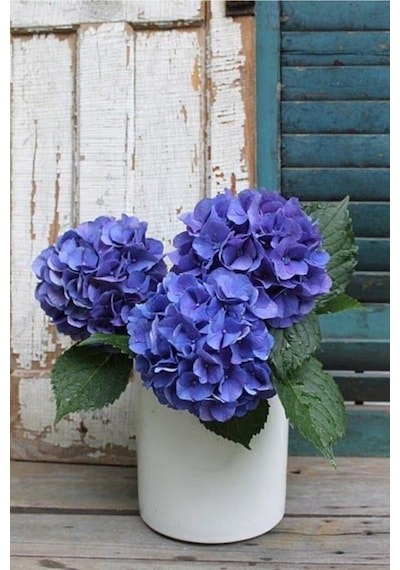 Hydrangea Mocnophylla Ortanca Çiçeği Fidanı-aşılı Tüplü Mavi