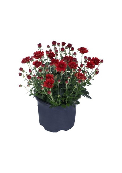 Kasımpatı Fidanı Kırmızı Renk 10-20 Cm Chrysanthemum