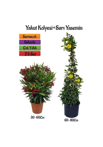 Kırmızı Renk Zakkum Fidanı+sarı Renk Yasemin Çiçeği Fidanı 2'li Bahçe Peyzaj Seti