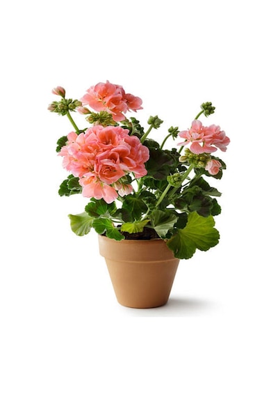 Açık Pembe Sardunya Çiçeği 30-40 Cm Saksılı Çiçekli Bodur Bitkiler Geranium