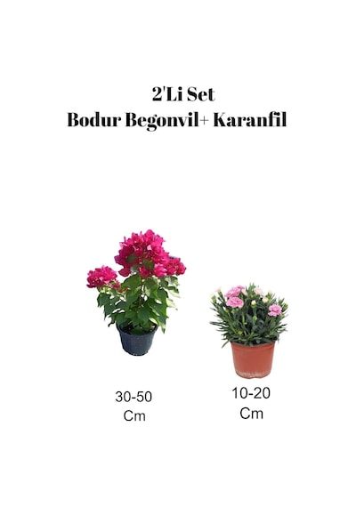 2'li Set Bodur Begonvil+ Karanfil Çiçeği Dış Mekan Bitkisi