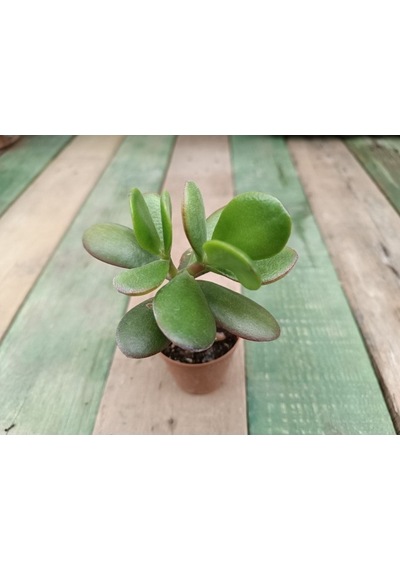 Crassula Ovata Saksılı Para Ağacı Sukulent 10-20 Cm