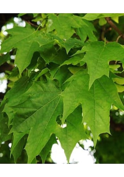 Videolu Çınar Ağacı Fidanı 70-90 Cm Saksılı Çiçekli Bodur Bitkiler Sycamore Tree