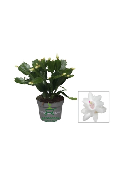 Schlumbergera Truncata White Yılbaşı Çiçeği Beyaz Renk 10-15cm