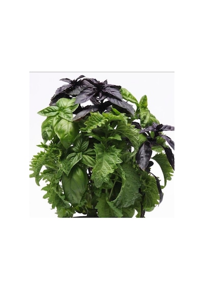 Red Basil Boza Kırmızı Tatlı Fesleğen Tohumu 100 Tohum