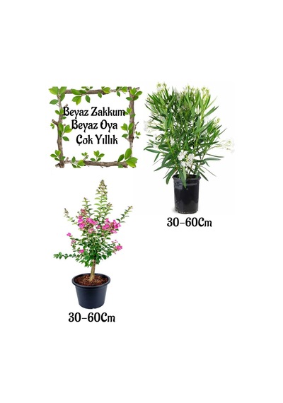 Beyaz Zakkum Çiçeği 1 Adet+ Pembe Oya Ağacı 1 Adet Saksılı Bahçe Seti