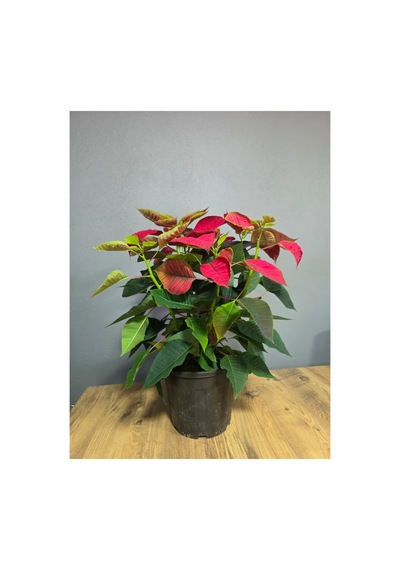 Atatürk Çiçeği Ponsetia Q17 Cm Saksı 40-50 Cm Boy - 914249334