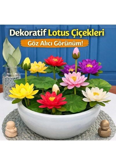 Lotus Çiçeği Tohumu 6 Adet Nilüfer Çiçeği Tohumu Nadir Kutsal Lotus 6