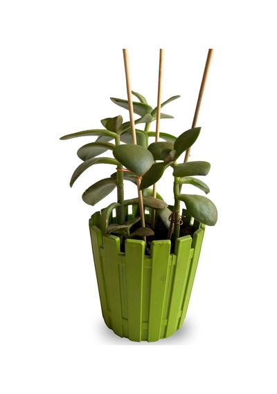 Depolife Bitki Fidan Saksı Destek Kazığı 10 Adet 30cm Bambu Destek Çubuğu Seti