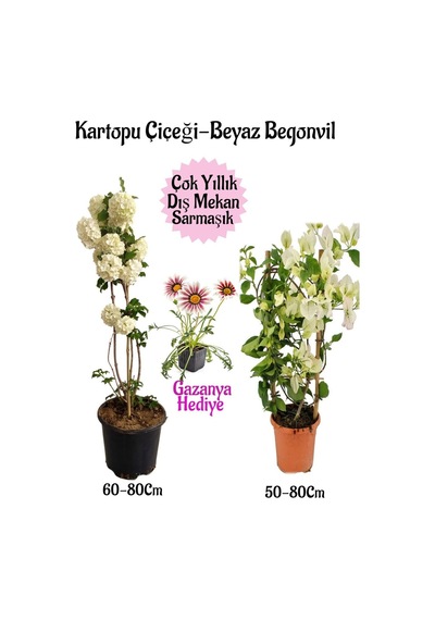 Kartopu Çiçeği 1 Adet +beyaz Begonvil 1 Adet+pembe Gazanya Saksılı Bahçe Seti