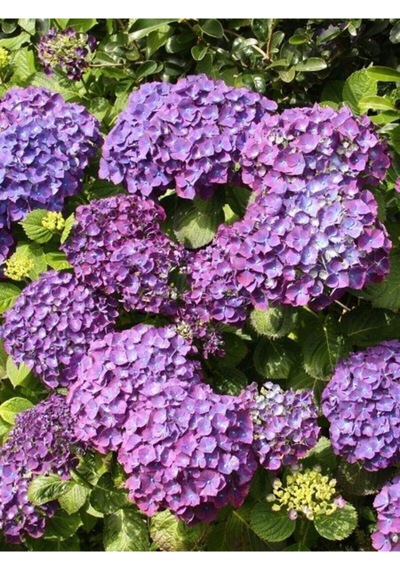 Videolu 4 Adet Kırmızı,pembe,mor,beyaz Ortanca Çiçeği Fidanı 20-35 Cm Tüplü Çiçekli Bodur Hydrangea