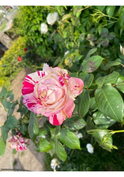 Videolu Sihirbaz Gül 40 60 Cm 1 Adet Saksılı Dış Mekan Bitkisi Rose