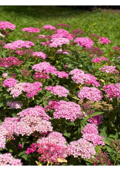 Videolu Ispirya Çiçeği 40 60 Cm 3 Adet Saksılı Çiçekli Bodru Bitki Spiraea Vanhouttei