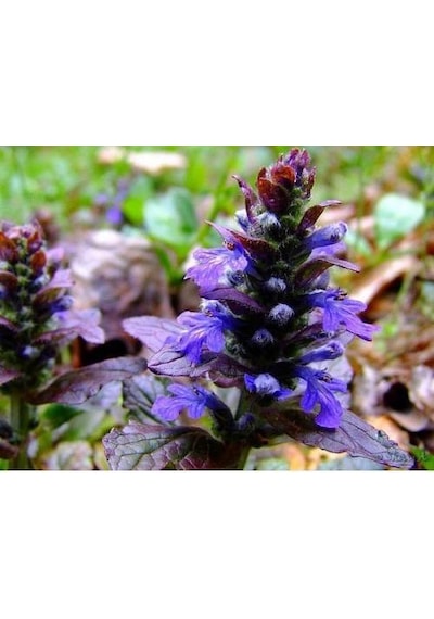 Ajuga - 10 Adet Bordo Yer Örtücü Bitki