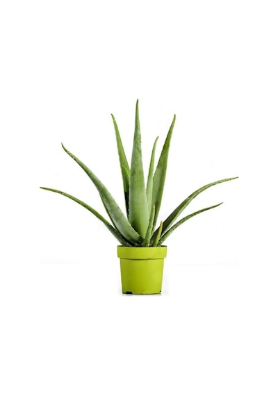 Videolu Aloevera Çiçeği Bitkisi 20-30 Cm Saksılı Iç Mekan Bitkileri Aloe Barbadensis Miller