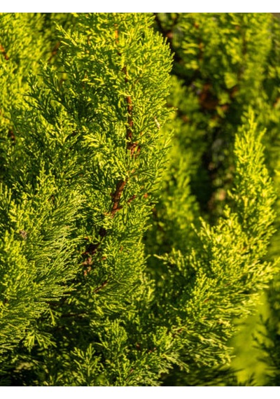 Videolu Limon Kokulu Limon Çamı 1 Adet Saksılı/ Tüplü 30-60 Cm Cupressus Macrocarpa