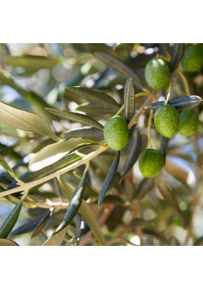 Sıkımlık Ve Salamuralık Tüplü Domat Zeytini Fidanı