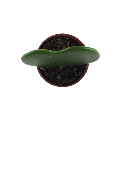 Hoya Kerrii (Mum Çiçeği) Ø5,5 CM Y0-10 CM