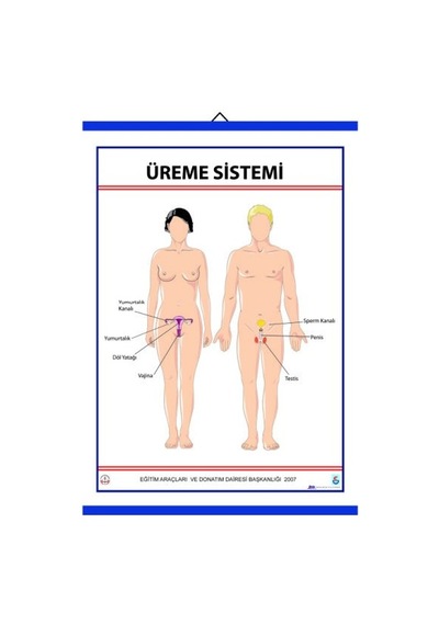 Üreme Sistemi Levhası 70X100 Cm