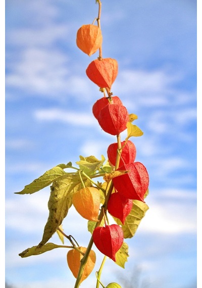 Ananas Tomatillo Altın Çilek Tohumu Physalis Ixocarpa