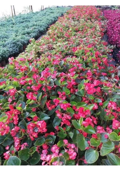 Yağlı Begonya Çiçeği Begonia Thurstonii 10-20 Cm