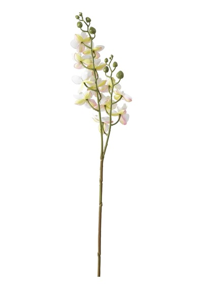 Delphıra Dal Çiçek Beyaz 62 Cm Diğer