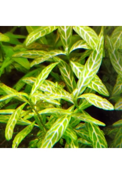Ayrex Hygrophila Polysperma Rosanervig Kolay Akvaryum Zemin Bitkisi Canlı Akvaryum Bitkisi