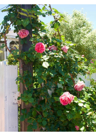 Videolu Sarmaşık Ponpon Pembe Renk 100 150 Cm Saksılı Aşılı Gül
