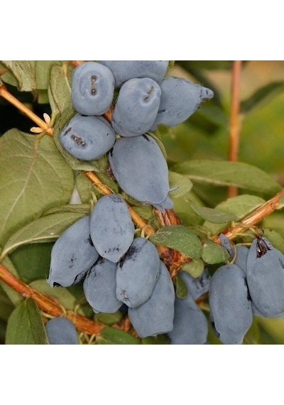 Tüplü Honeyberry Bal Yemişi Fidanı