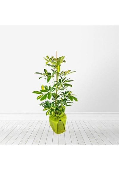 Videolu Tek Dal Yeni Iş Hediyesi Alacalı Şeflera Çiçeği 40-80 Cm Saksılı Iç Mekan Bitki Schefflera