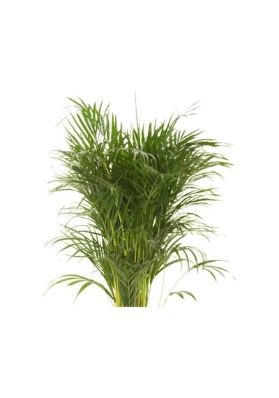 Areka Salon Palmiyesi 80-100 Cm